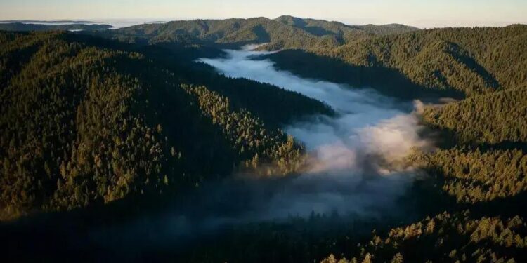 A Apple está INVESTINDO em conservação! O que você precisa saber?
